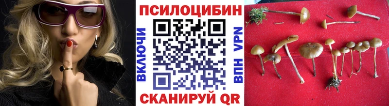 магазин    Городовиковск  Псилоцибиновые грибы Psilocybine cubensis 